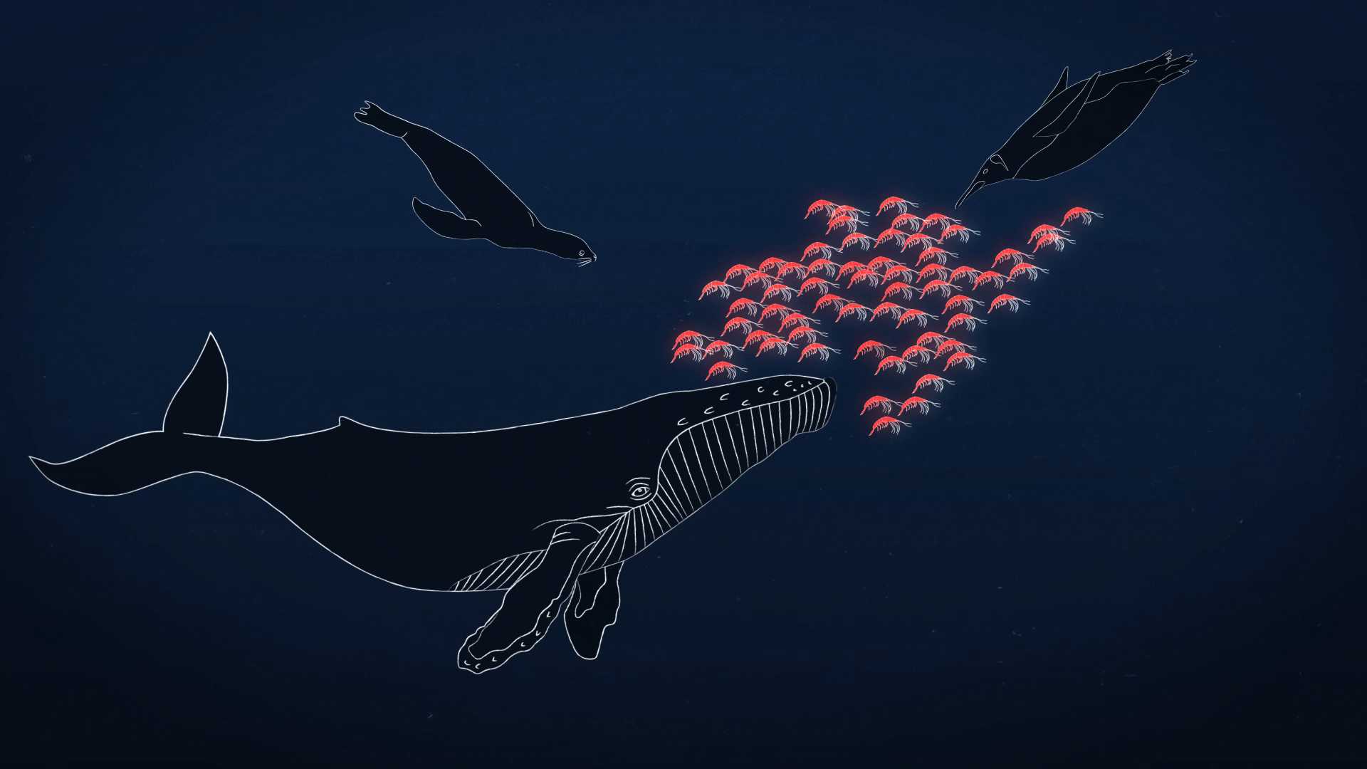 Illustration of humpback whale, seal and penguin swimming with krill.