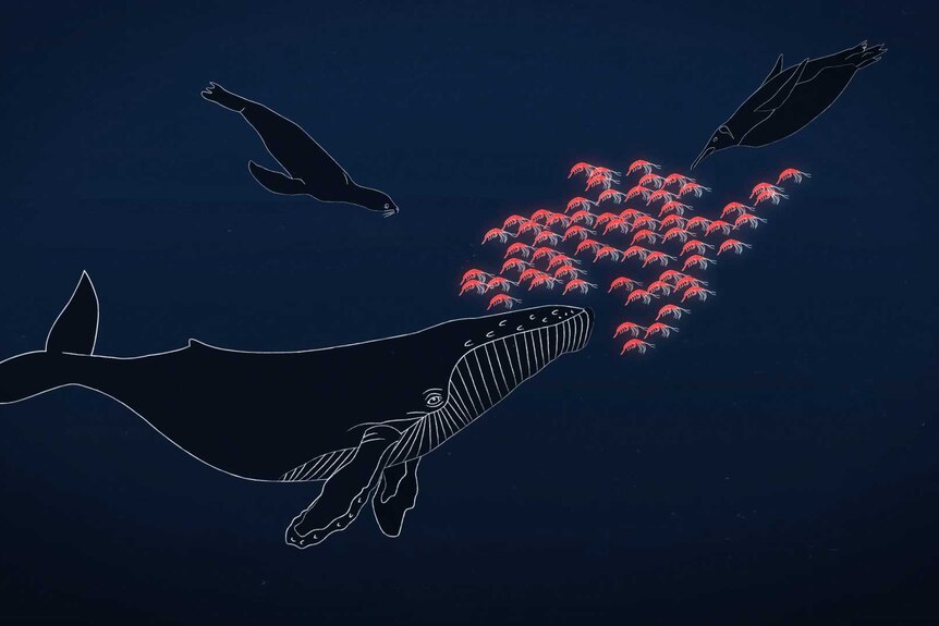 Illustration of humpback whale, seal and penguin swimming with krill.