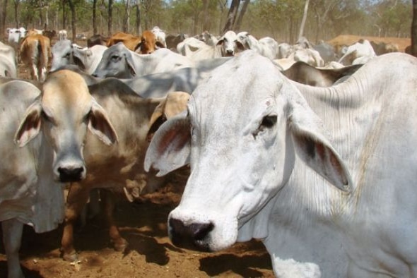 Brahman cattle on a Cape York Peninsula property