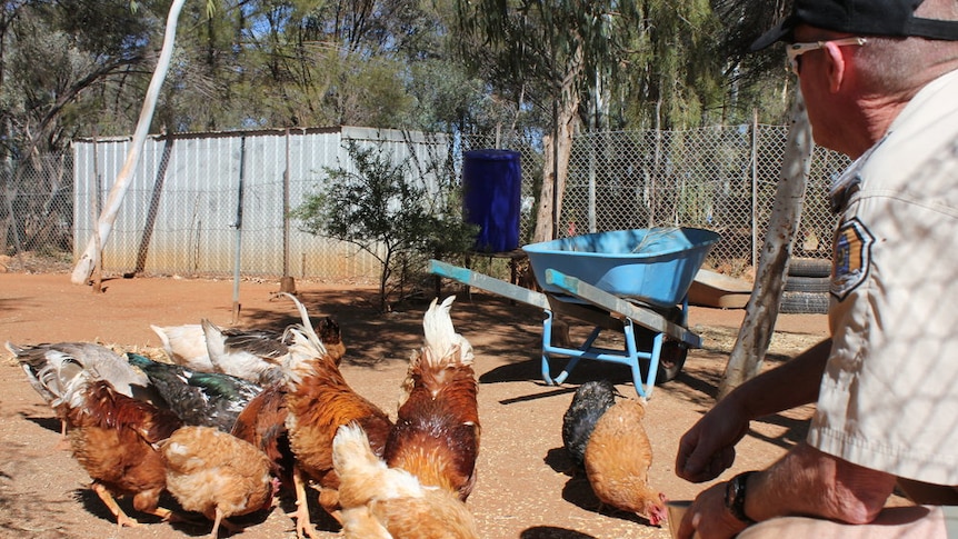 Poultry being fed in the Alice Springs jail