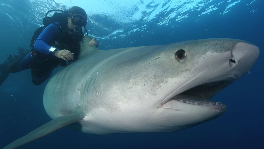 Researcher Richard Fitzpatrick hitches a ride on a lazy tiger shark at Raine Island.