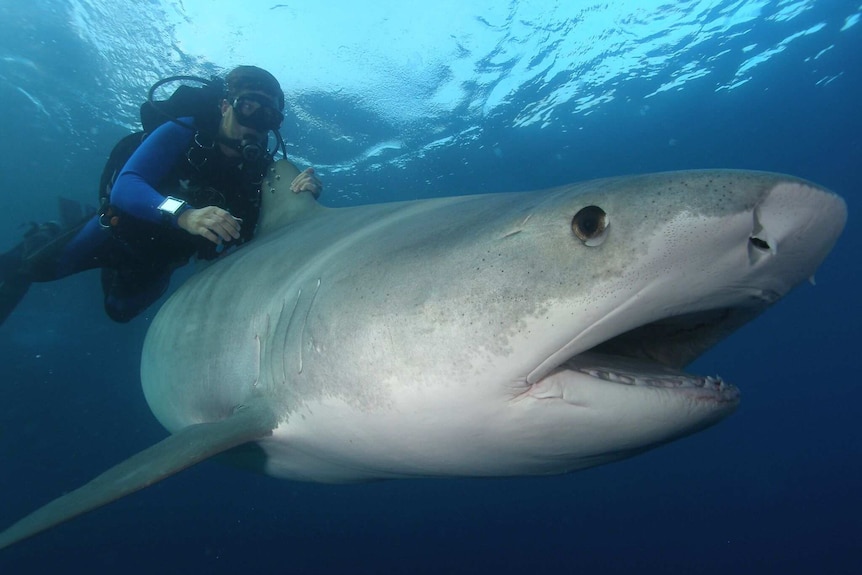 A diver hitches a ride on a tiger shark.