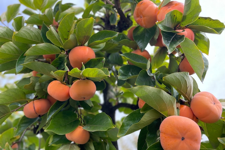 Photo of orange fruit on trees.