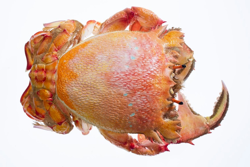 An orange crab