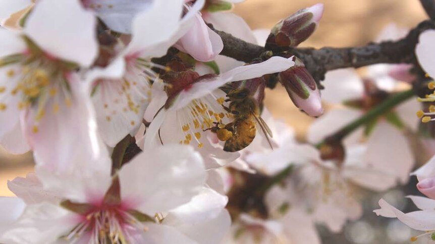 Bees are crucial for pollinating billions of dollars worth of Australian food crops.