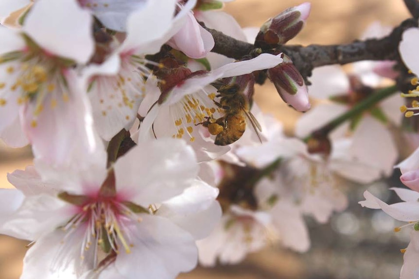 Bees pollinating an almond tree.