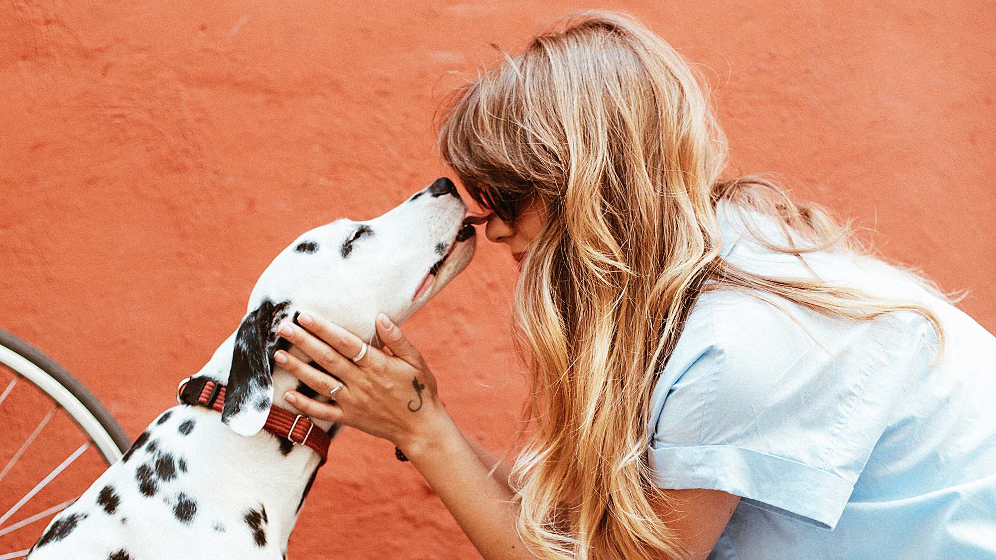 Knowing When To Put Down Your Dog Abc Life