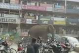 Elephant goes on a rampage