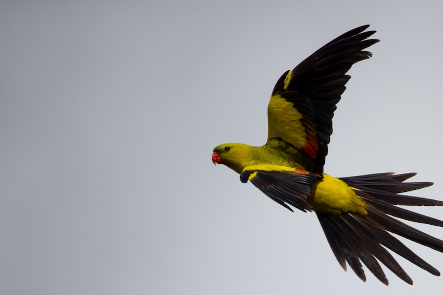 Bright yellow parrot with dark green tail.