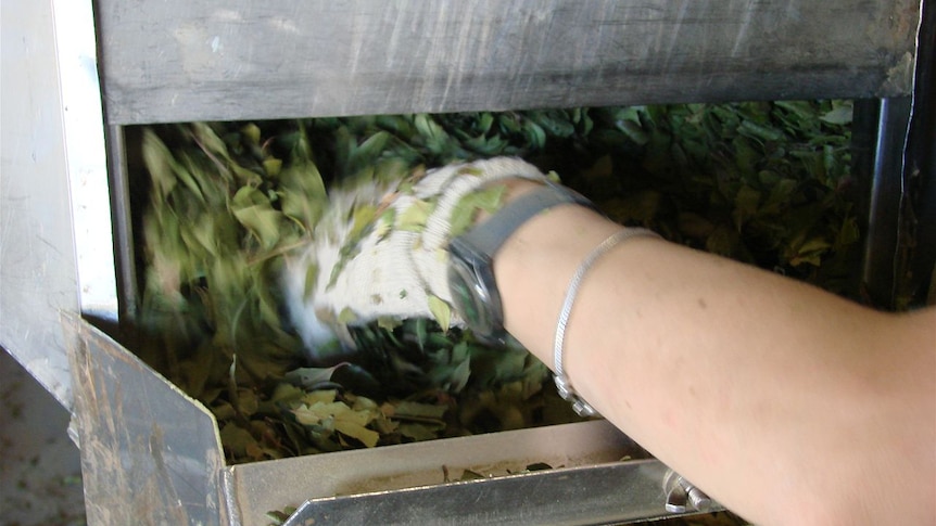 Lemon myrtle leaves processed