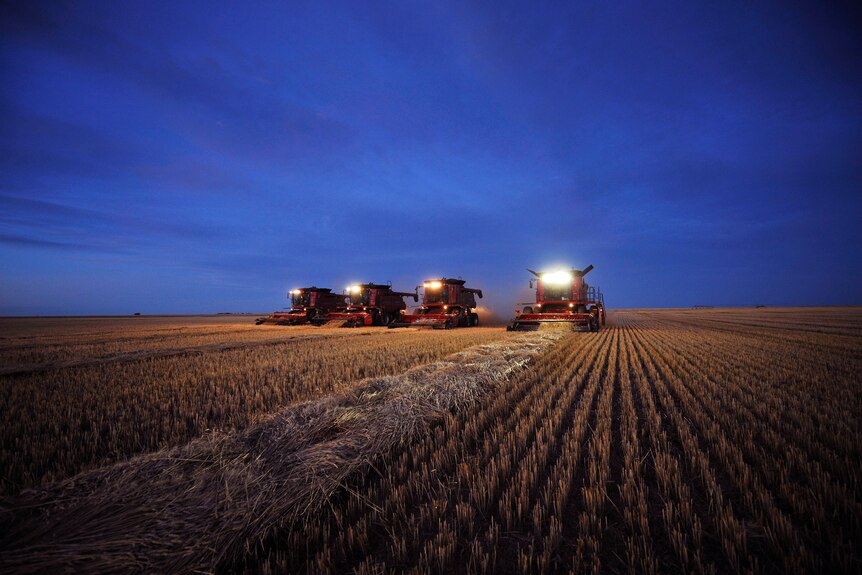 Combines harvest wheat on a farm