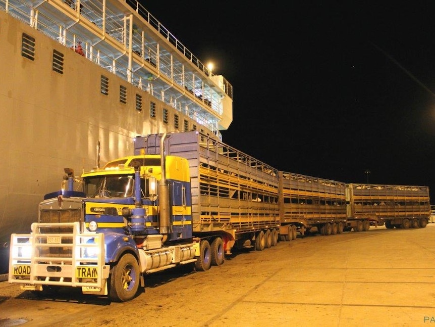 A ship is loaded with live cattle at night.