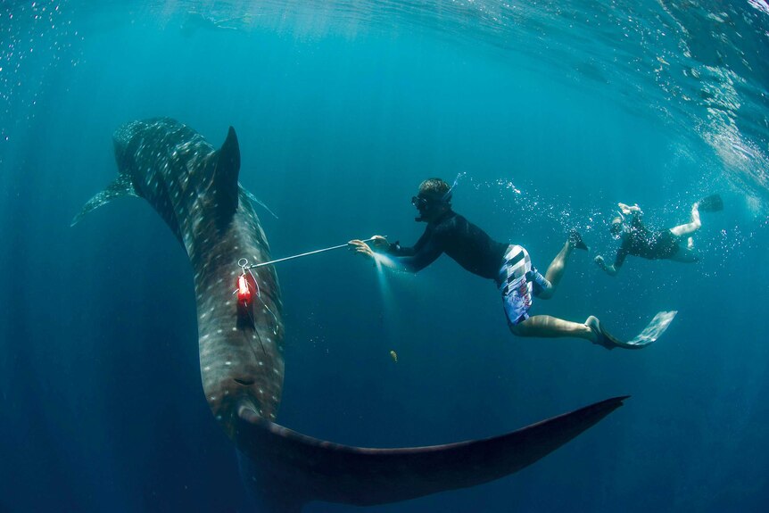 Brad Norman and Rory Wilson are deploying a DD tag by swimming alongside a whale shark