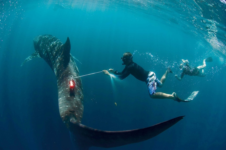 Brad Norman and Rory Wilson are deploying a DD tag by swimming alongside a whale shark