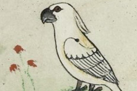Cockatoo illustration in 13th century manuscript.