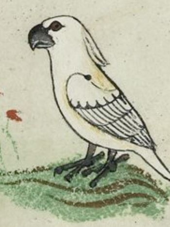 Cockatoo illustration in 13th century manuscript.