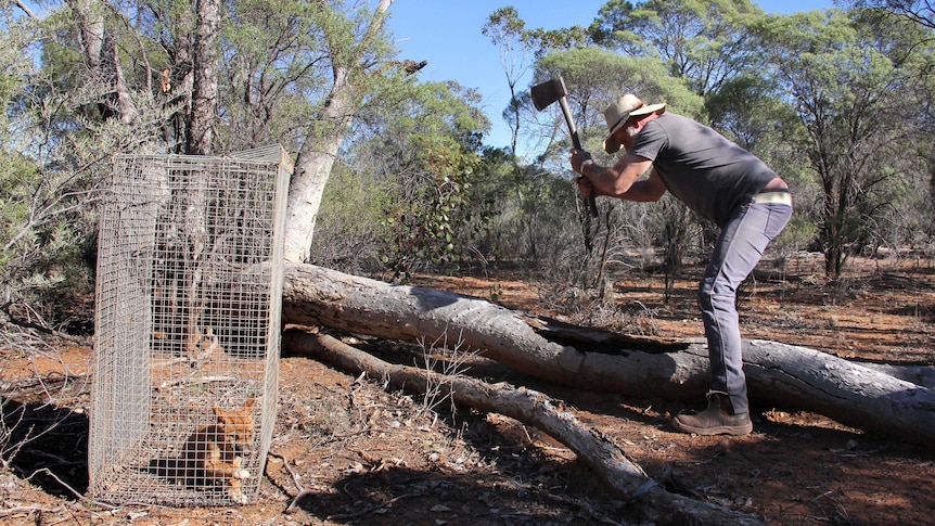 Don Sallway continues the search for wild dog puppies in a log.