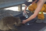 Koala gets a drink