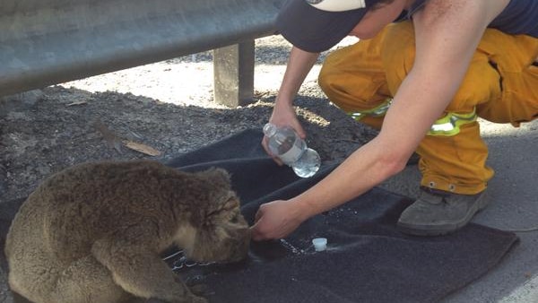 Koala gets a drink