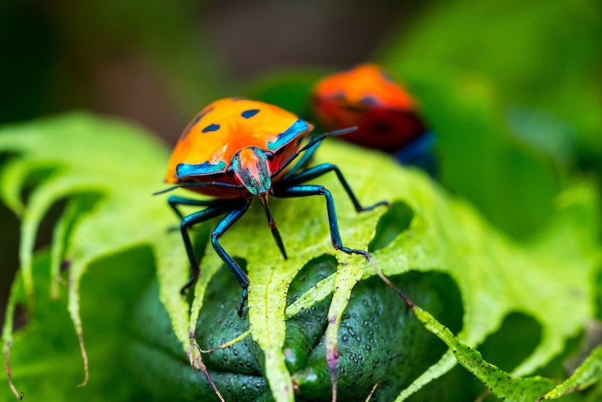 A bright orange and blue insect on a green leaf.