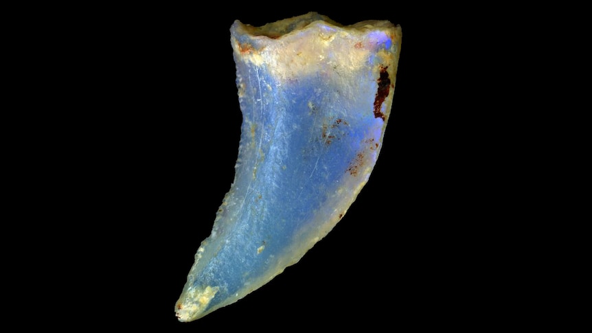 Opalised theropod dinosaur tooth