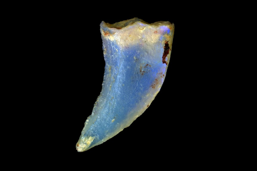 Opalised theropod dinosaur tooth