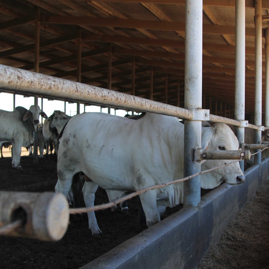 a bull with its head through a fence in a cattle yard with other bulls behind.