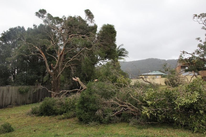 A tree snapped in half at Corrimal