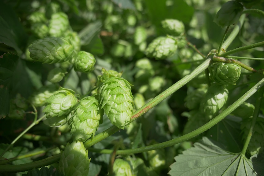 Close shot of some hops growing on the vine.