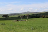 A farm near Bookham in New South Wales.