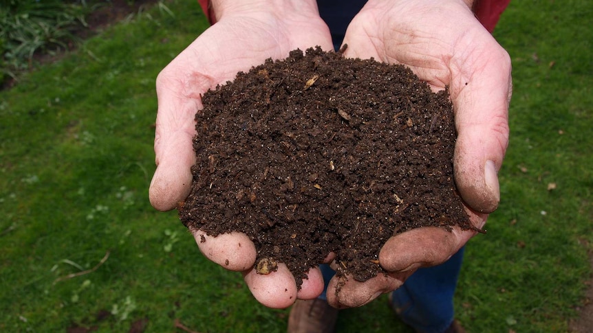 Male gardener's hands holding fresh compost soil in his hands while standing in a garden.