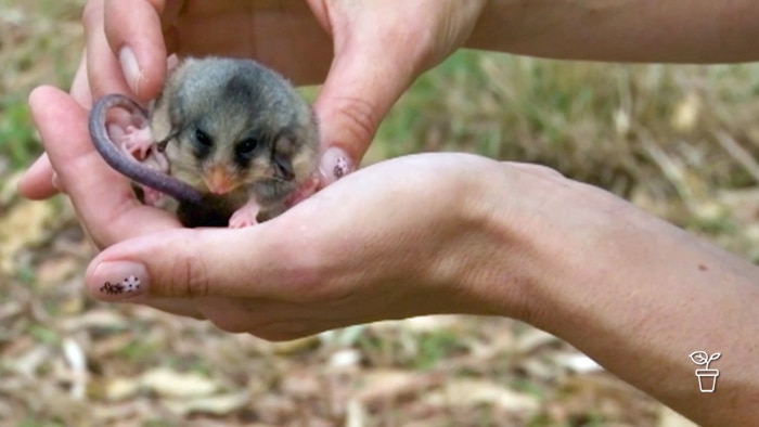Hands holding pygmy possum
