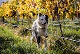 dog in the vineyard