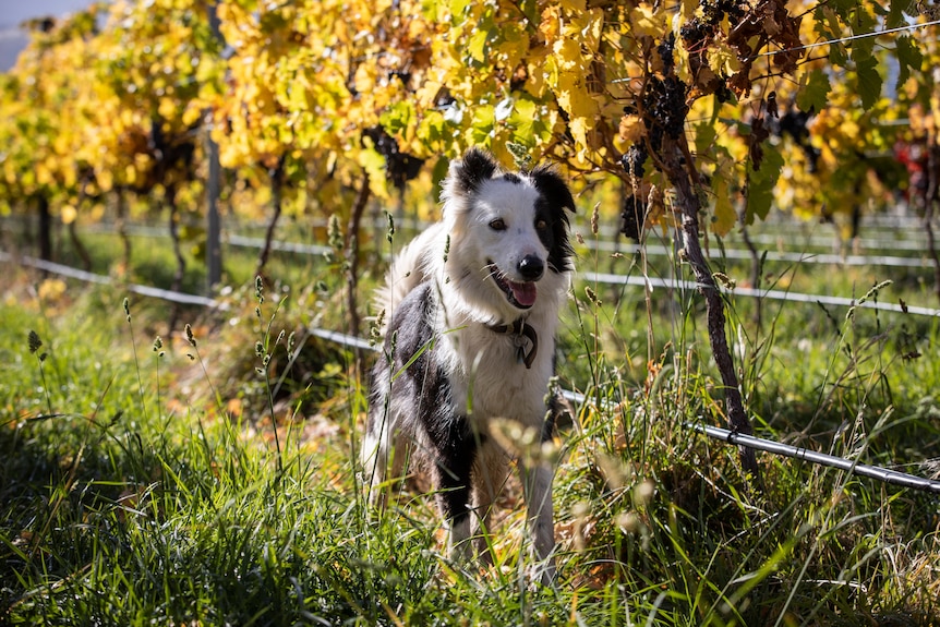 dog in the vineyard