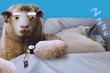 Illustration of a sheep in a bed looking at a wristwatch while another sheep sleeps for a story about ideal sleep times.