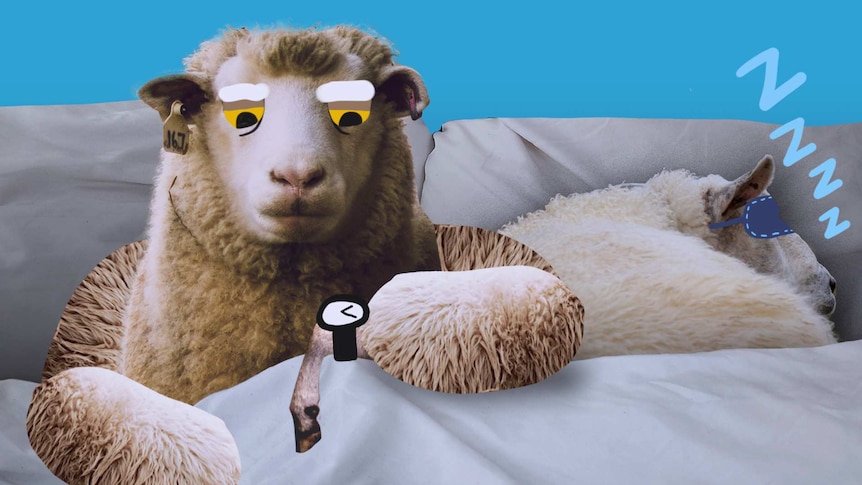 Illustration of a sheep in a bed looking at a wristwatch while another sheep sleeps for a story about ideal sleep times.