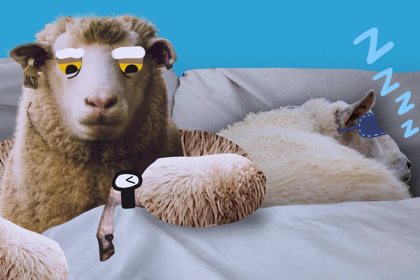 Illustration of a sheep in a bed looking at a wristwatch while another sheep sleeps for a story about ideal sleep times.