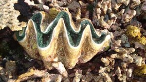 Found off WA's Kimberley coast is a giant clam