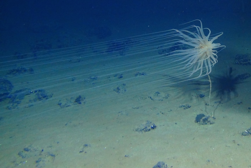 A multi-limbed animal near the ocean floor.