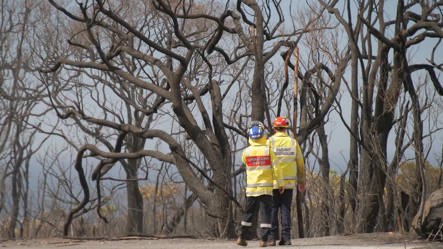 Firefighters look up at charred trees