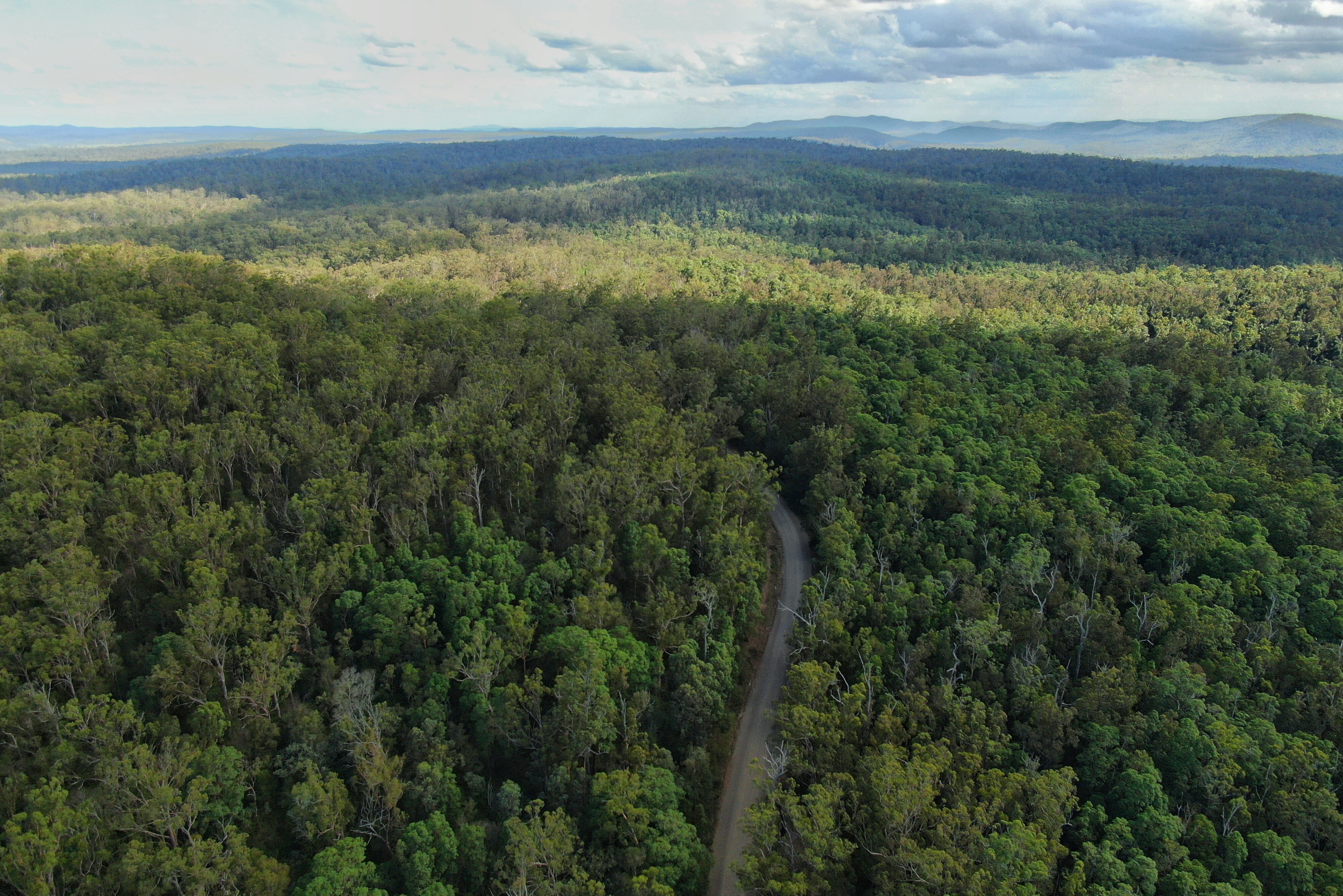 Government departments at odds over protecting Yabba State Forest near