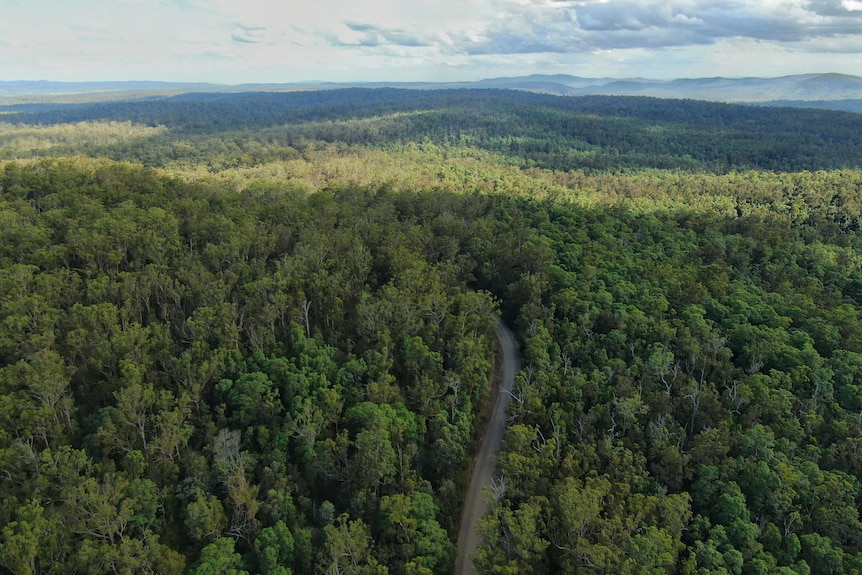 A forrest with a road going through it. 