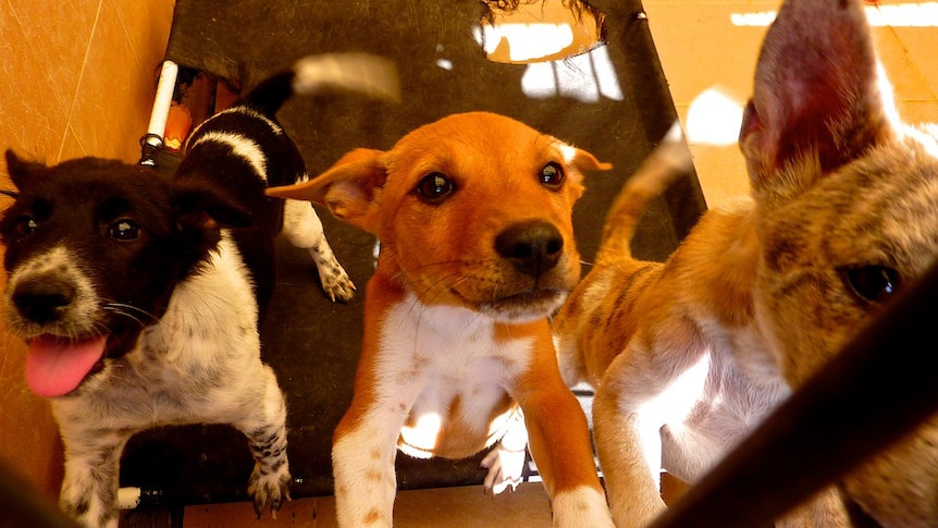 Stray dogs in a cage in Bali as part of the rabies vaccination program (Bob Gosford)