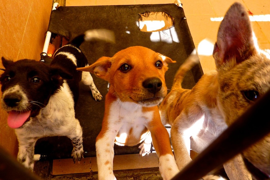 Stray dogs in a cage in Bali as part of the rabies vaccination program (Bob Gosford)