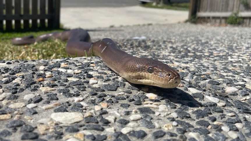 Close up of olive python head