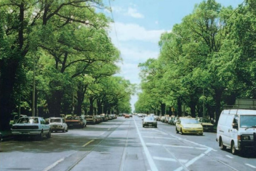 Green, leafy elm trees line Royal Parade as cars drive up and down on a sunny day.