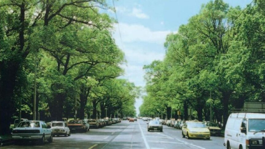 Green, leafy elm trees line Royal Parade as cars drive up and down on a sunny day.