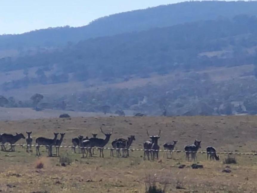 Feral deer infiltrate paddocks across south east NSW