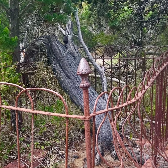 old iron fence surrounding a twisted tree trunk that is overgrown