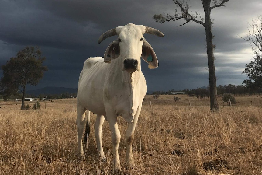 Brahman bull stands in a paddock with storm clouds in background at a property at Silvervale.